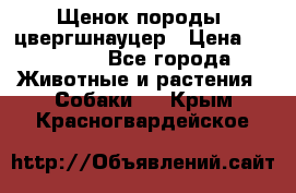 Щенок породы  цвергшнауцер › Цена ­ 30 000 - Все города Животные и растения » Собаки   . Крым,Красногвардейское